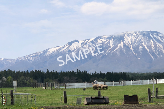 風が渡る草原